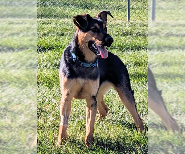 Medium Photo #2 German Shepherd Dog-Unknown Mix Puppy For Sale in Kansas City, MO, USA