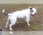 Small #8 Staffordshire Bull Terrier Mix