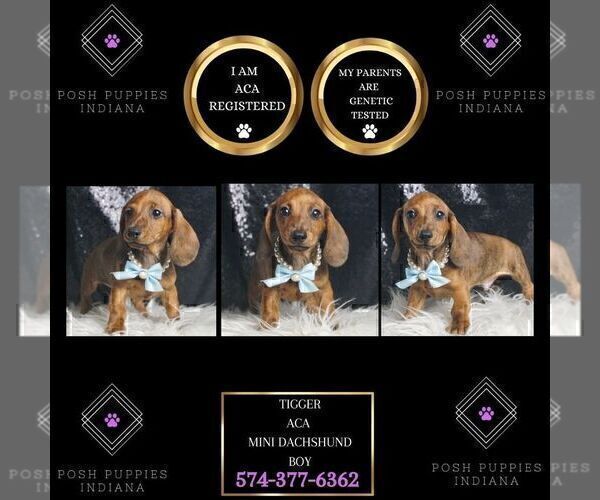 Medium Photo #1 Dachshund Puppy For Sale in WARSAW, IN, USA