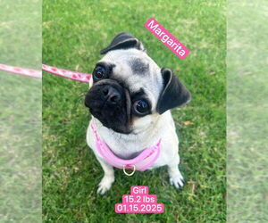 Pug Dogs for adoption in West Hollywood, CA, USA