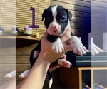 Puppy Puppy 1 American Pit Bull Terrier
