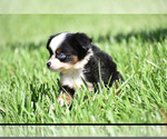 Small #3 Miniature Australian Shepherd
