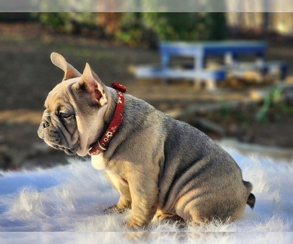 Medium Photo #2 French Bulldog Puppy For Sale in CRANSTON, RI, USA