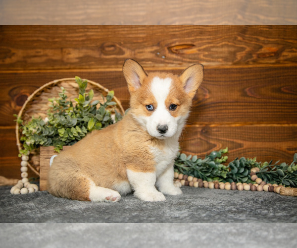 Medium Photo #7 Pembroke Welsh Corgi Puppy For Sale in WAKARUSA, IN, USA