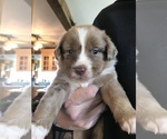 Puppy 2 Miniature Australian Shepherd