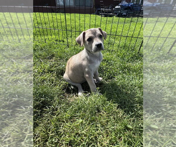 Medium Photo #2 Siberian Husky-Unknown Mix Puppy For Sale in Springdale, PA, USA