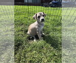 Small #1 Siberian Husky Mix