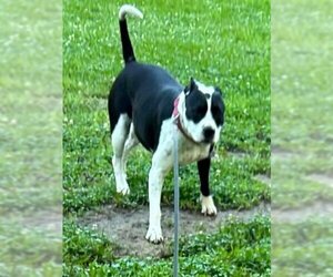 American Pit Bull Terrier-Unknown Mix Dogs for adoption in Beatrice, NE, USA