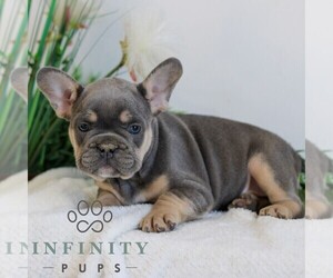 French Bulldog Puppy for sale in EPHRATA, PA, USA