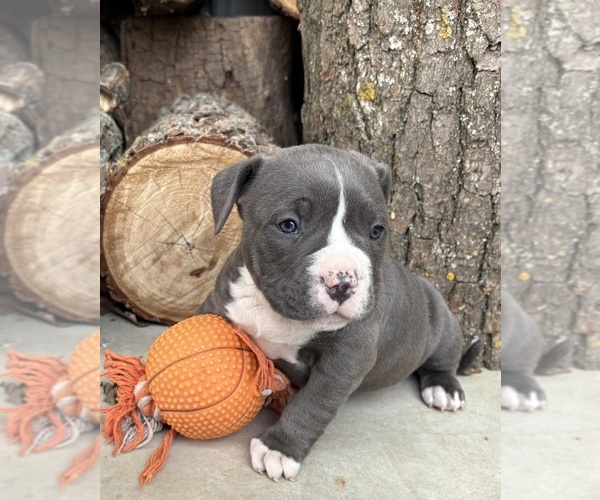Medium Photo #3 American Bulldog Puppy For Sale in MIDDLEBURY, IN, USA