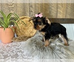 Small #6 Yorkshire Terrier
