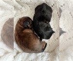 Small Photo #13 ShihPoo Puppy For Sale in CLARE, MI, USA