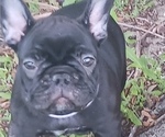 Small Photo #11 French Bulldog Puppy For Sale in TERRELL, TX, USA