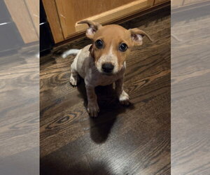 Pepin - Male Mutt Dog for Adoption - Photo #4