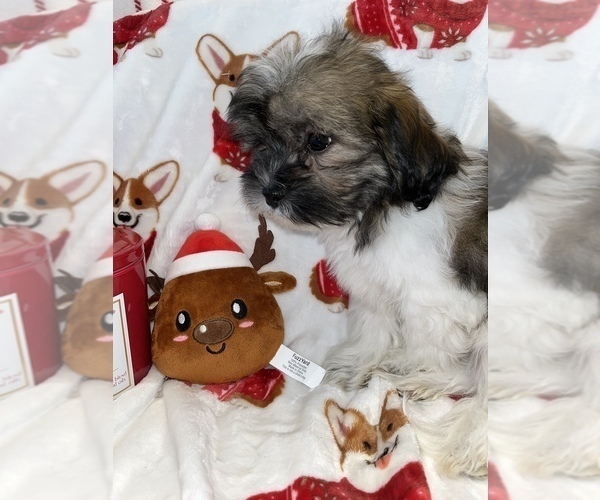 Medium Photo #9 Zuchon Puppy For Sale in SYLMAR, CA, USA