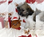 Small Photo #9 Zuchon Puppy For Sale in SYLMAR, CA, USA