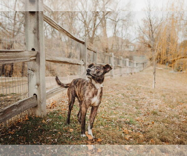 Medium Photo #40 Labrador Retriever-Unknown Mix Puppy For Sale in Sandy, UT, USA