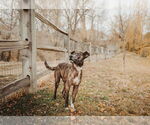 Small #39 Labrador Retriever Mix