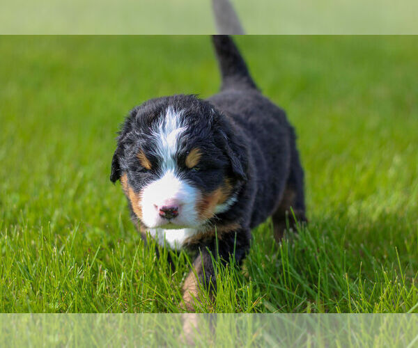 Medium Photo #4 Bernese Mountain Dog Puppy For Sale in AMANA, IA, USA