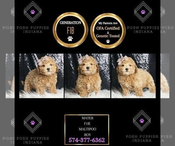 Medium Photo #25 Maltipoo Puppy For Sale in WARSAW, IN, USA