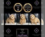Small Photo #25 Maltipoo Puppy For Sale in WARSAW, IN, USA