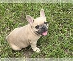 Small #1 French Bulldog