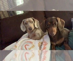 Father of the Dachshund puppies born on 04/17/2023