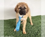 Small #2 Australian Shepherd-German Shepherd Dog Mix