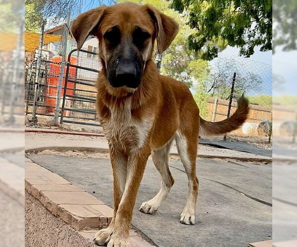 Medium Photo #6 German Shepherd Dog-Unknown Mix Puppy For Sale in Cottonwood, AZ, USA