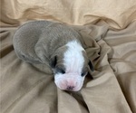 Small Photo #18 Olde English Bulldogge Puppy For Sale in CHETEK, WI, USA
