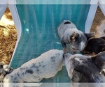 Small Photo #9 Australian Cattle Dog Puppy For Sale in BREWSTER, CO, USA