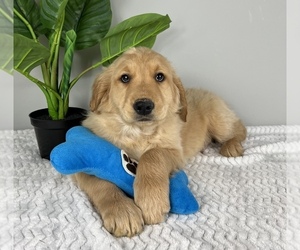 Golden Retriever Puppy for sale in FRANKLIN, IN, USA