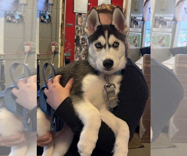 Medium Photo #1 Siberian Husky Puppy For Sale in Matawan, NJ, USA