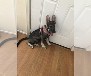 German Shepherd Dog-Siberian Husky Mix Puppy for sale in VANCOUVER, WA, USA