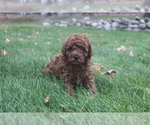 Puppy 3 Poodle (Toy)