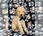 Small Photo #3 Goldendoodle Puppy For Sale in NEW PROVIDENCE, PA, USA