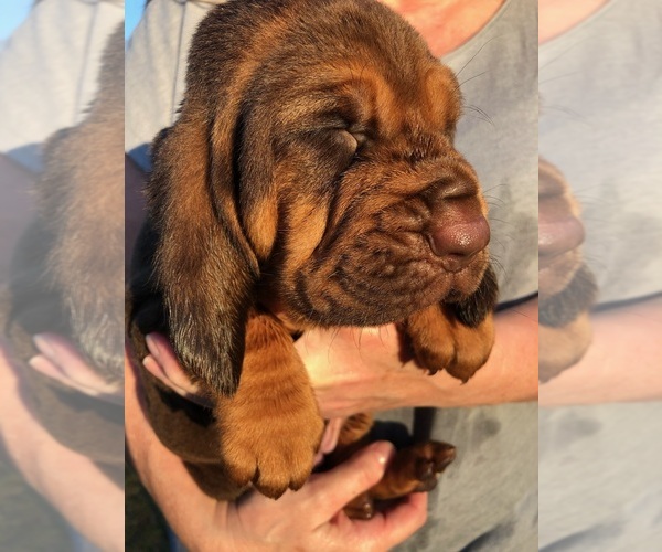 Medium Photo #1 Bloodhound Puppy For Sale in PLANT CITY, FL, USA