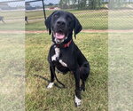 Small Photo #2 Retriever -Unknown Mix Puppy For Sale in Evansville, IN, USA