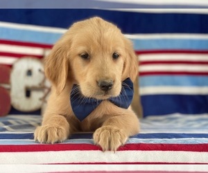 Golden Retriever Puppy for sale in LANCASTER, PA, USA