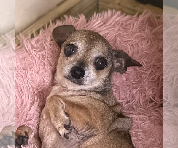 Medium Photo #1 Chihuahua Puppy For Sale in Yardley, PA, USA