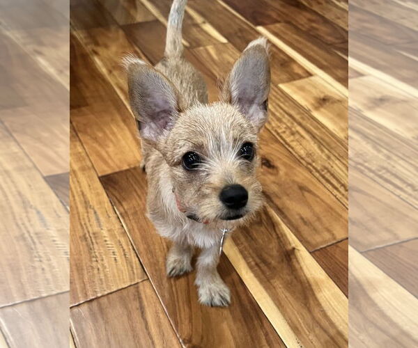 Medium Photo #4 Chihuahua-Unknown Mix Puppy For Sale in Corona, CA, USA