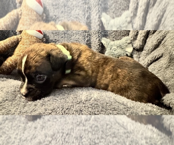 Medium Photo #10 Boxer Puppy For Sale in LANSING, MI, USA