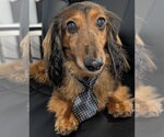Small #6 Dachshund