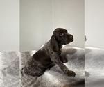 Small Photo #8 German Shorthaired Pointer Puppy For Sale in STATE COLLEGE, PA, USA
