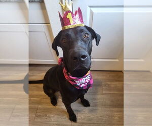 Great Dane-Labrador Retriever Mix Dogs for adoption in Bullard, TX, USA