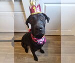 Small Great Dane-Labrador Retriever Mix