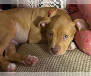 Medium American Staffordshire Terrier Mix