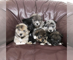 Small Photo #1 Pomsky Puppy For Sale in MARTINSBURG, WV, USA
