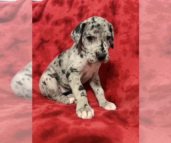 Medium Photo #2 Great Dane Puppy For Sale in HARDINSBURG, IN, USA