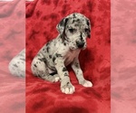 Small Photo #11 Great Dane Puppy For Sale in HARDINSBURG, IN, USA